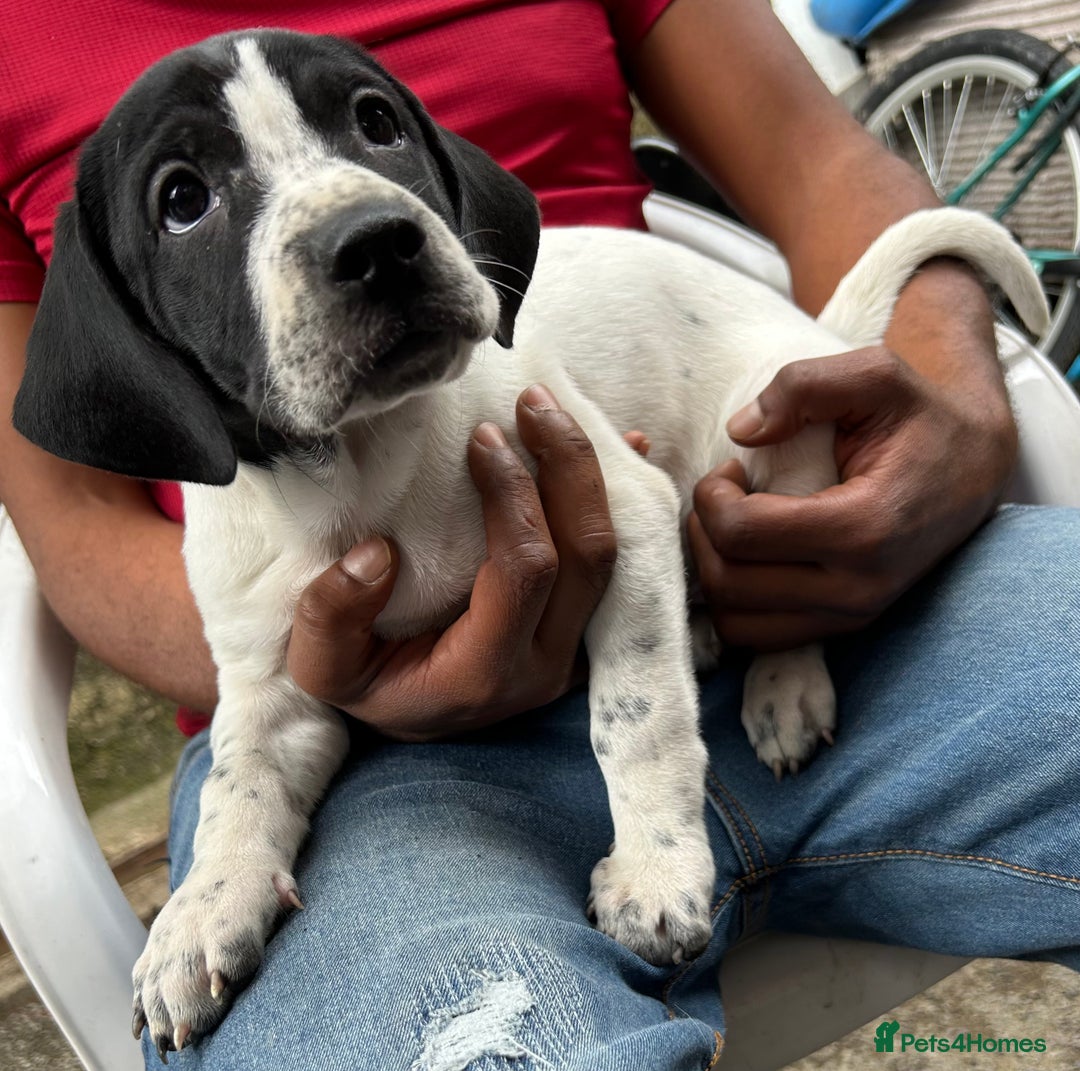 Mixed Breed dogs for sale: 🐾Cocker-Pie (Mini Hippo)s🐾 - Image 13