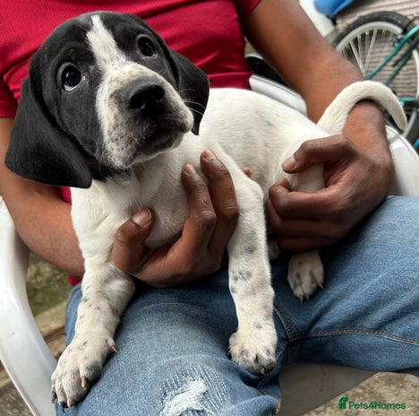 Mixed Breed dogs - Advert 2