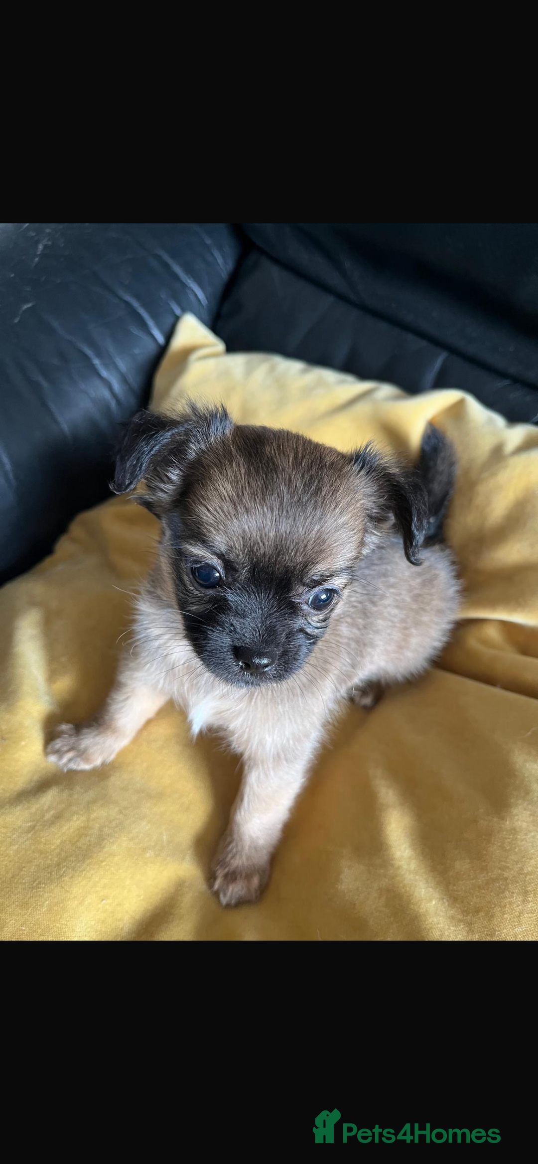 Chihuahua dogs for sale: 3 Gorgeous Chihuahua pups  - Image 11