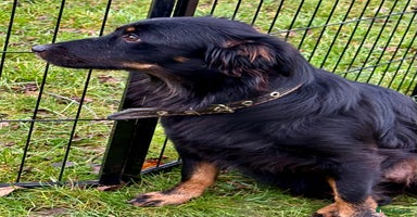 Border Collie dogs Dolly: The Dog Who Crawled Out of the Darkness - Advert 13