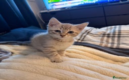 Mixed Breed cats for sale: 2 Gorgeous tabby boys left! - Advert 6