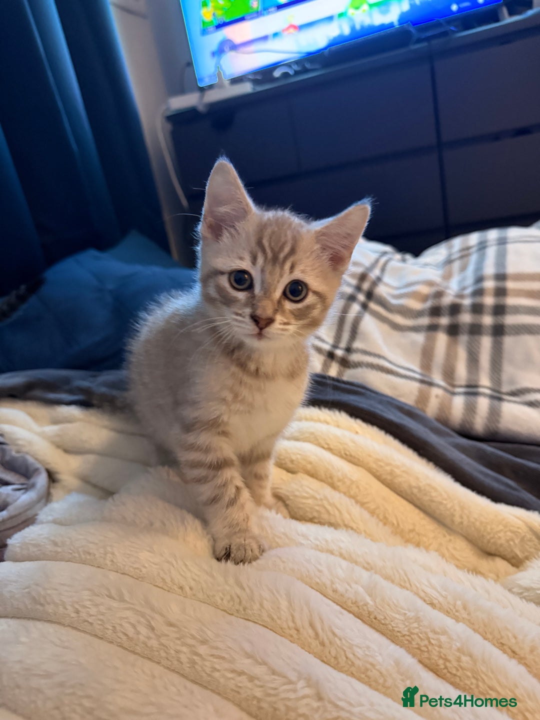 Mixed Breed cats for sale: 2 Gorgeous tabby boys left! - Advert 6