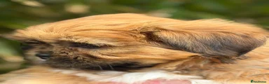 Lhasa Apso Puppy 1