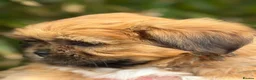Lhasa Apso dogs for sale: Gorgeous boys ready now - Advert 1