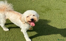 Poochon dogs for sale: Poochon boy - young adult  - Image 4