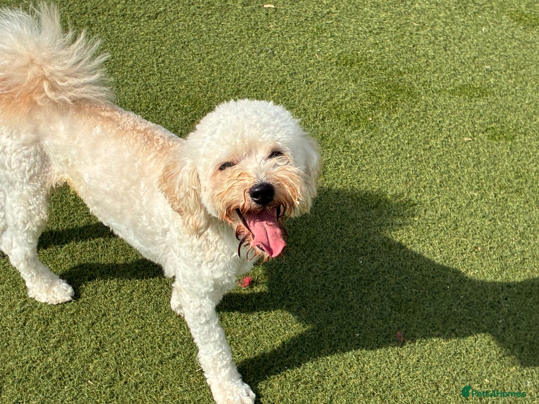 Poochon dogs for sale: Poochon boy - young adult  - Image 4