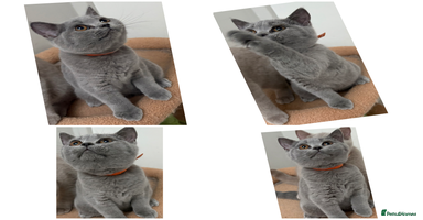 British Shorthair cats - Advert 2