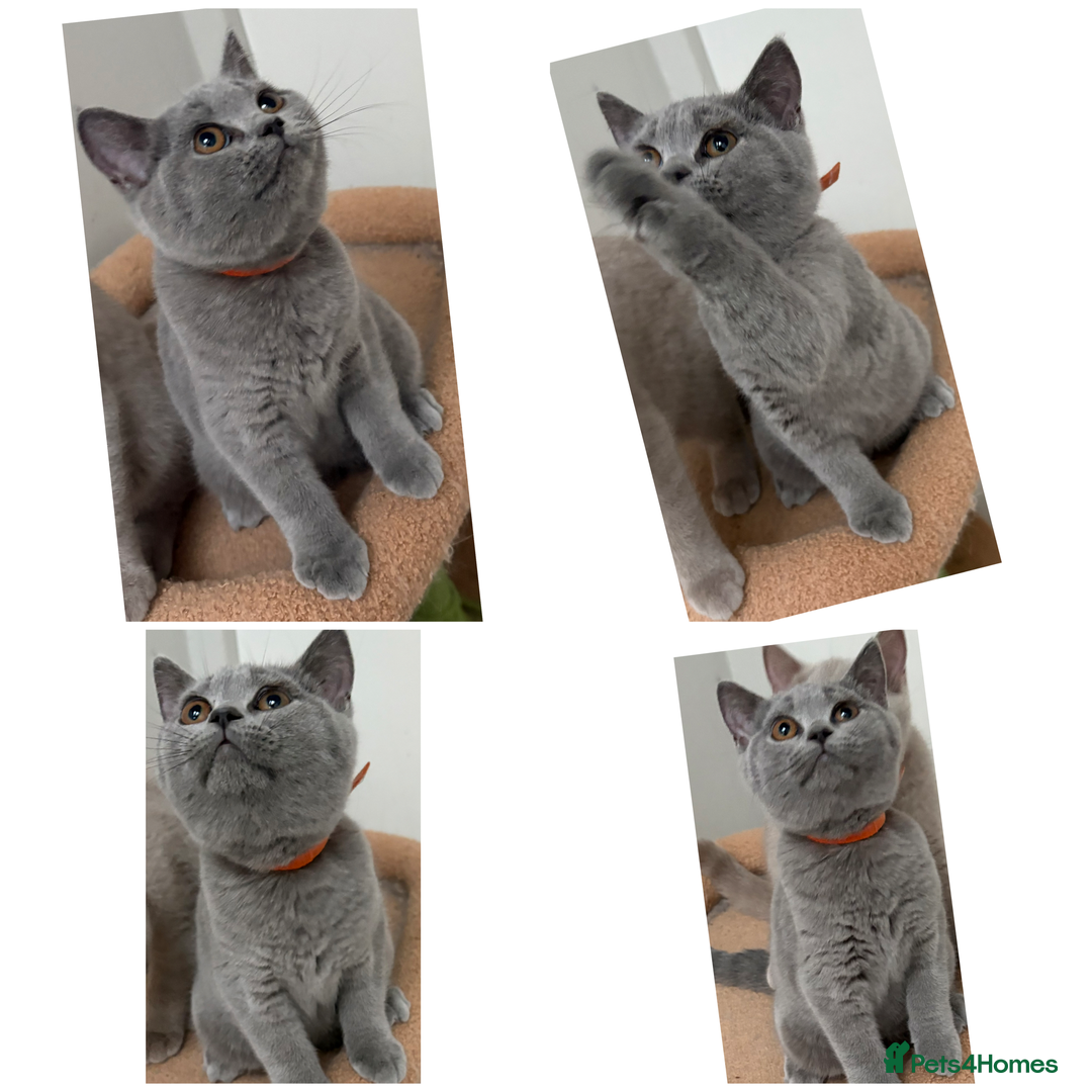 British Shorthair cats for sale: Last 3 Stunning BSH Girls Left!! - Image 3