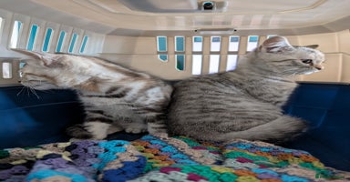 Selkirk Rex cats - Advert 3