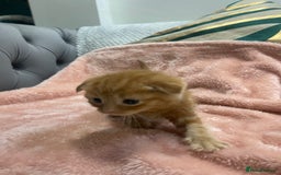Scottish Fold cats for sale: Scottish fold/straight kittens  - Image 23