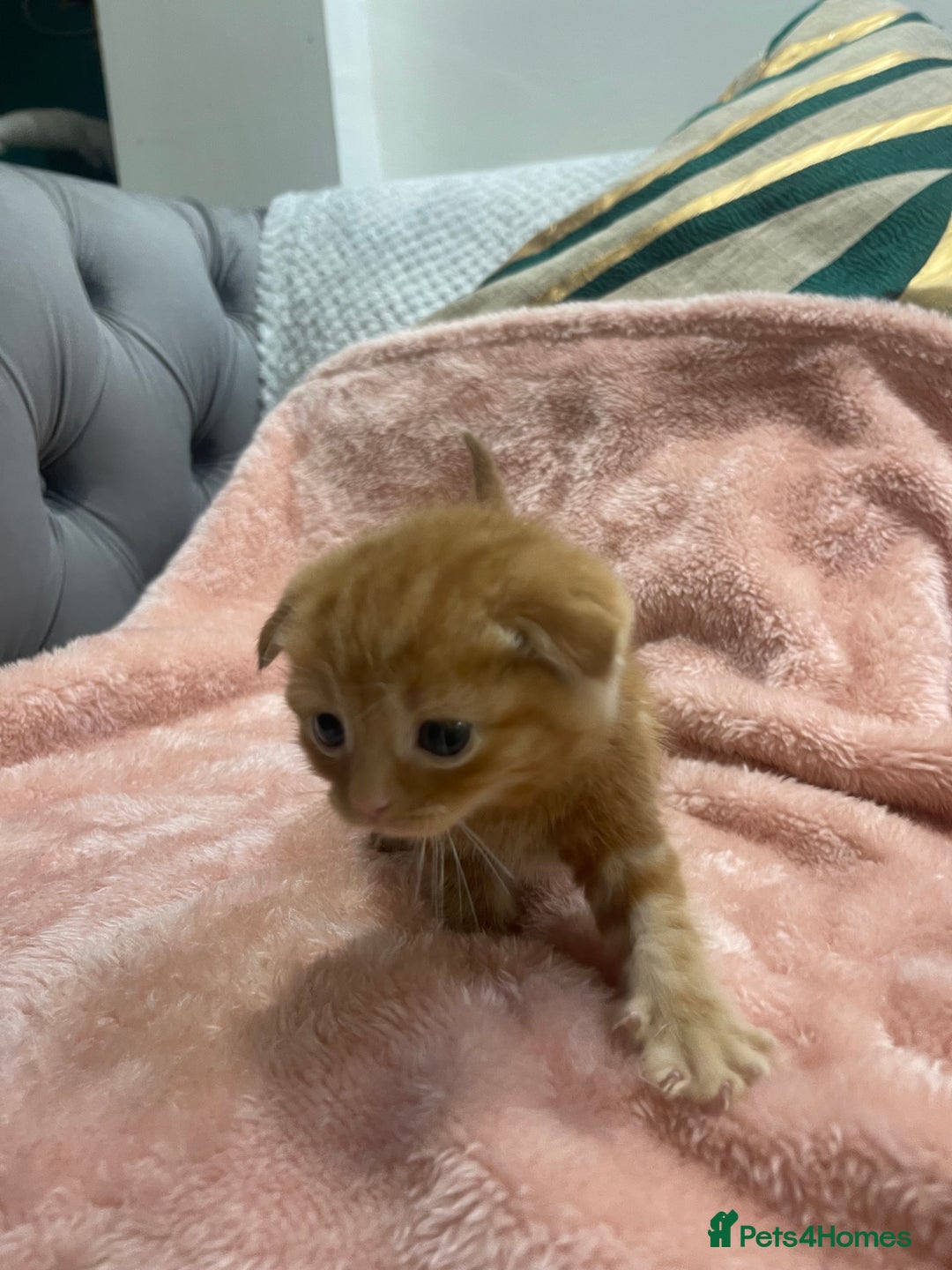 Scottish Fold cats for sale: Scottish fold/straight kittens  - Image 23
