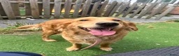 Golden Retriever dogs for sale: Gorgeous golden retriever puppies 🐶  - Advert 12