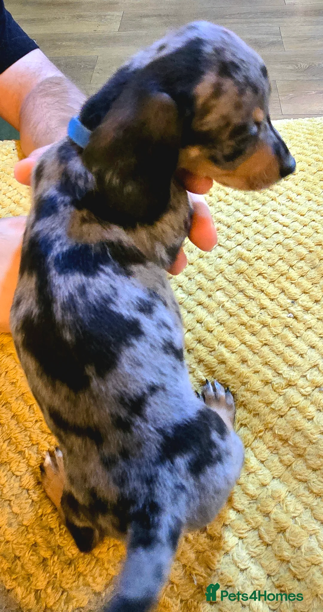 Jackshund dogs for sale: Miniature Jackshund puppies 🐶  - Advert 31