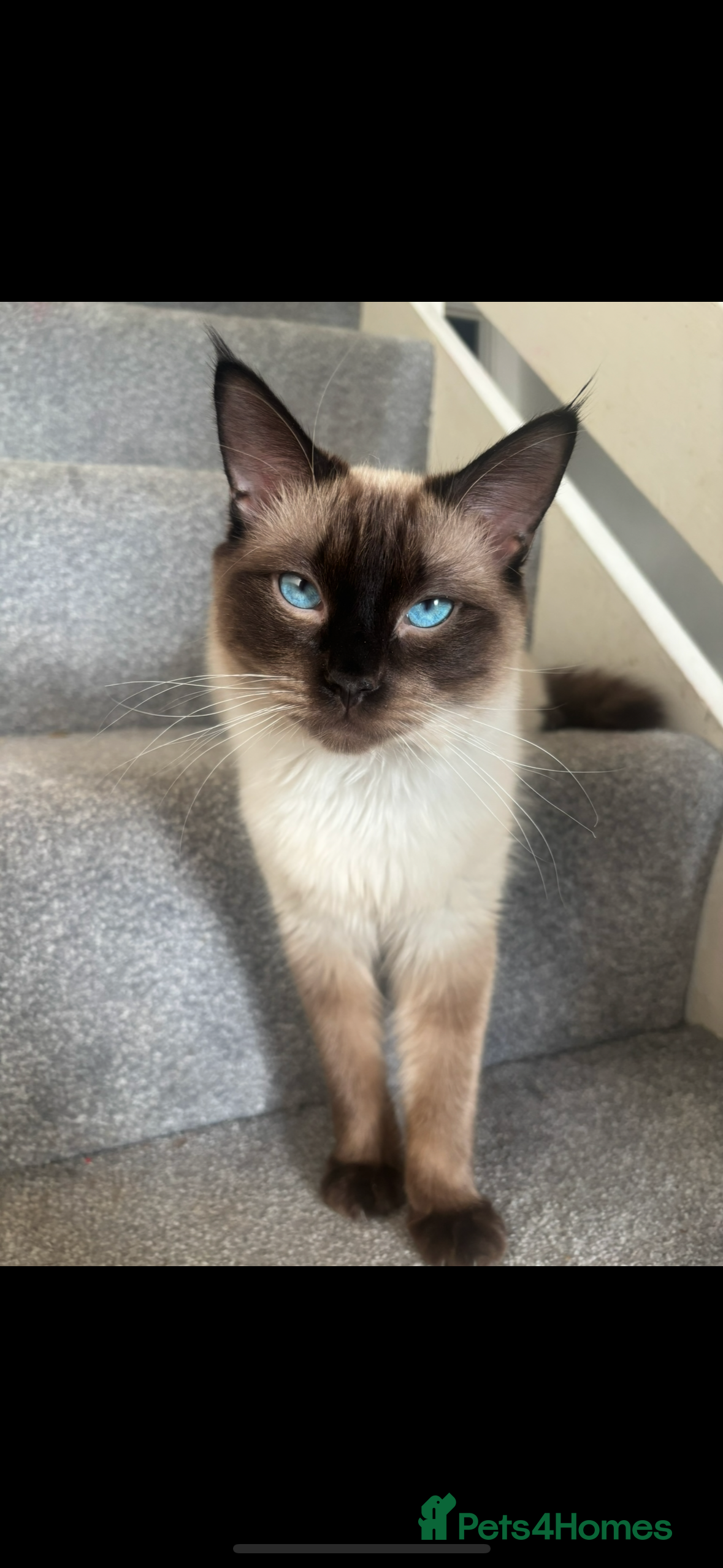 Ragdoll cats Teddy ragdoll STUD!  - Advert 2