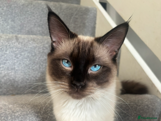 Ragdoll cats Teddy ragdoll STUD! - Advert 2