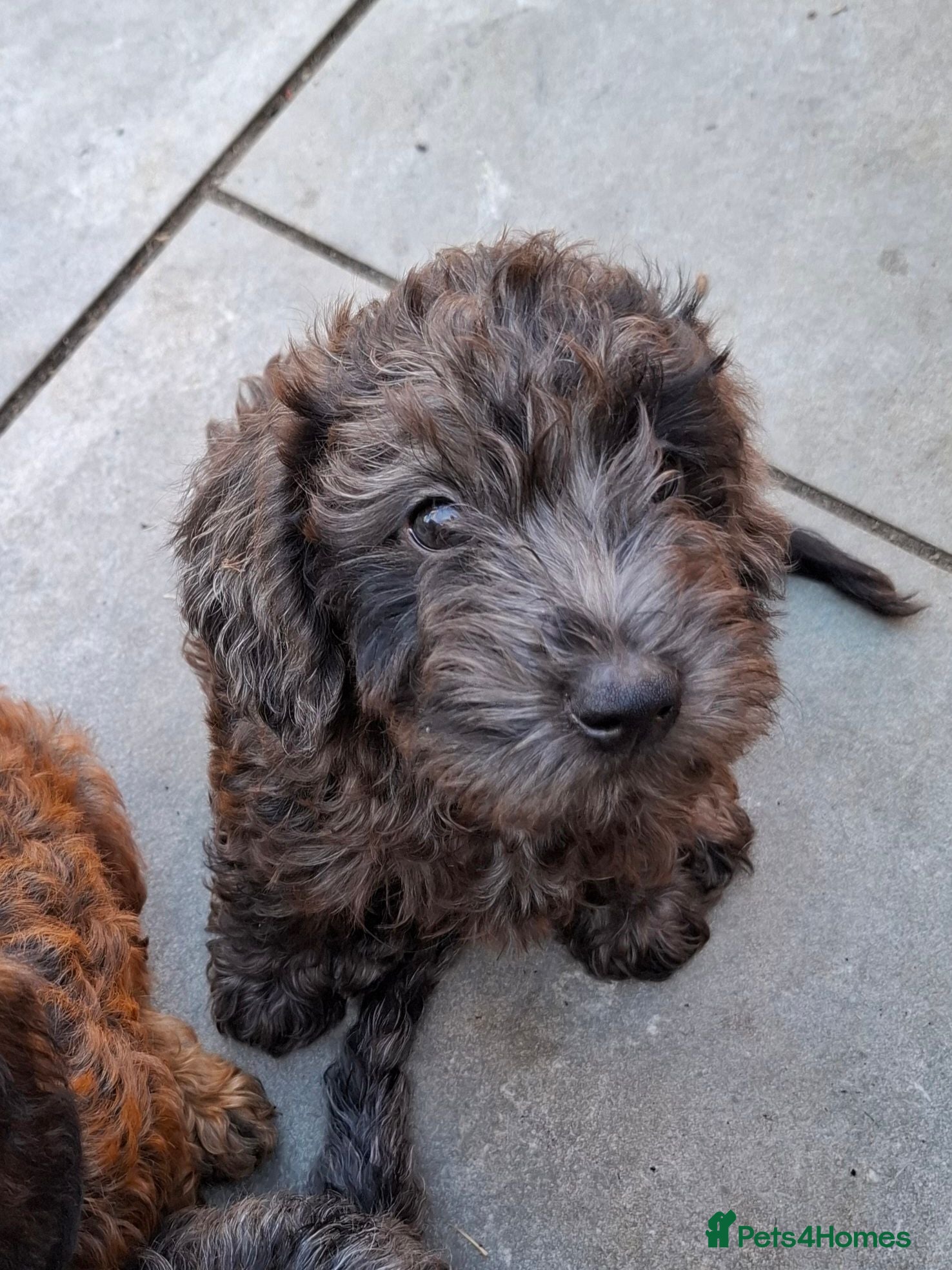 Doxiepoo dogs Mini-Wire Dachshund x Asian Toy Poodle puppies - Advert 3