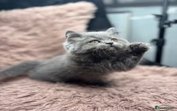 British Shorthair cats for sale: 🐾 GCCF Registered British longhair  Kittens ✨ - Image 2