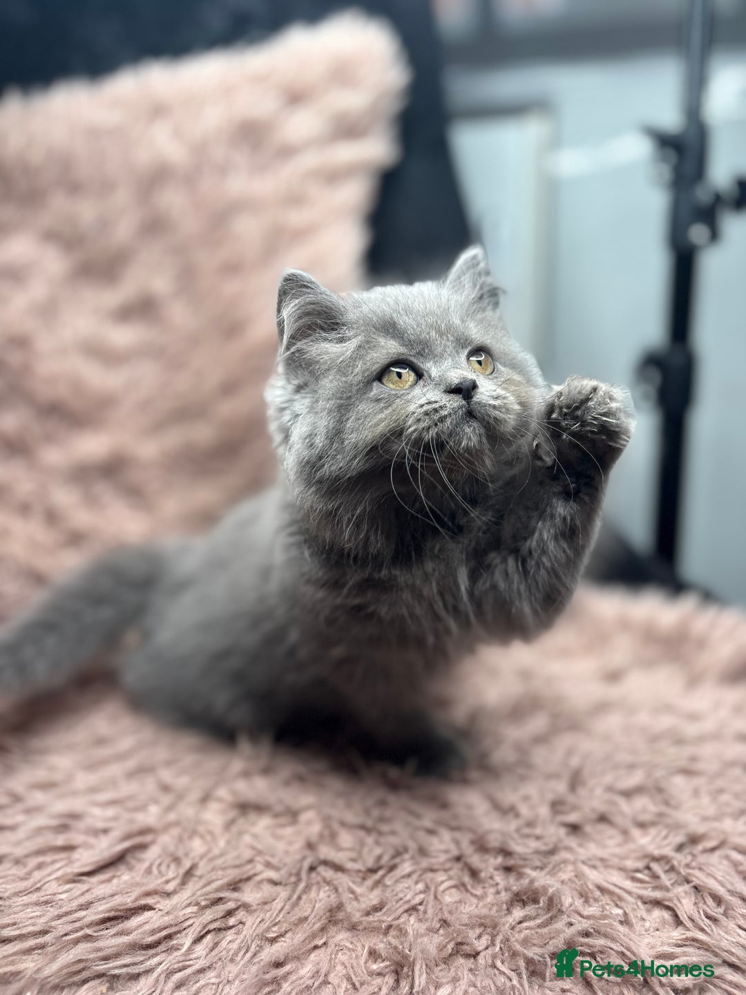 British Shorthair cats for sale: 🐾 GCCF Registered British longhair  Kittens ✨ - Image 2