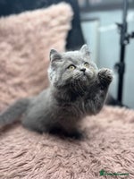 British Shorthair cats - Advert 4