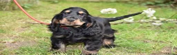 Cocker Spaniel dogs for sale: Last Male Ready Now Show Type Kc Reg  - Advert 1