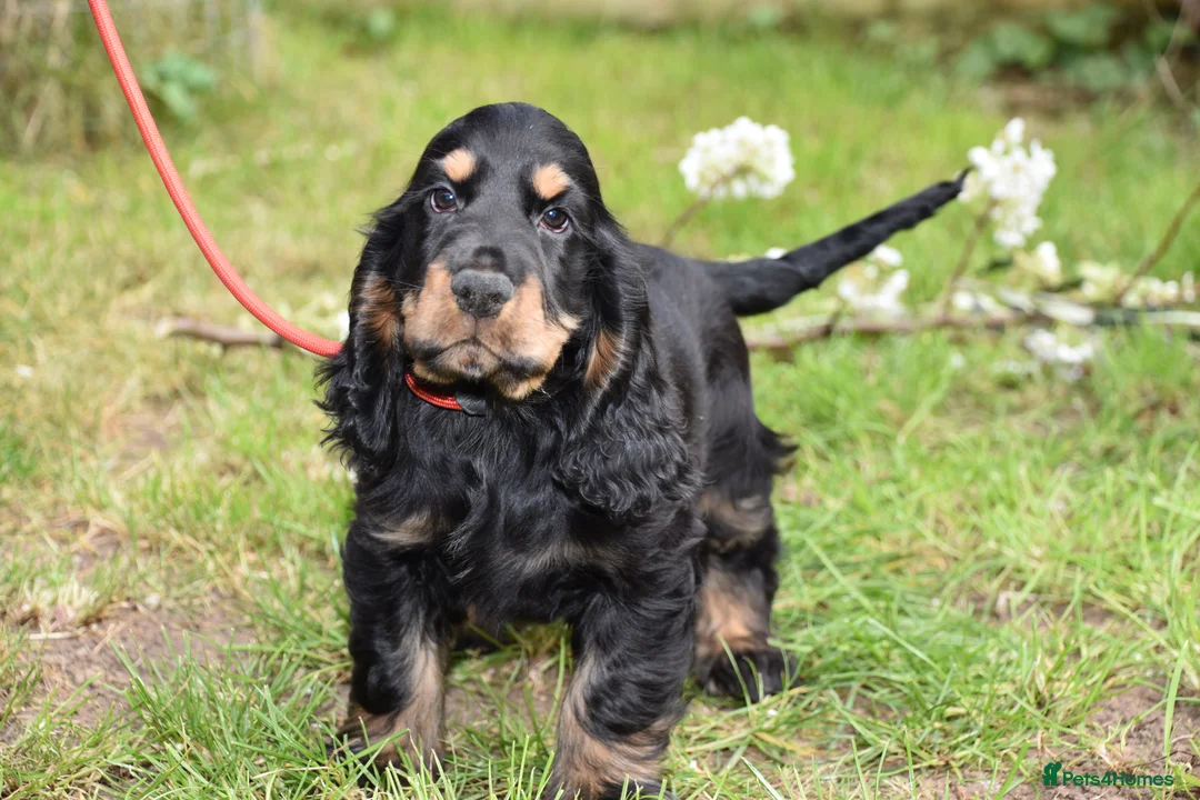 Cocker Spaniel dogs for sale: Last Male Ready Now Show Type Kc Reg  - Advert 1