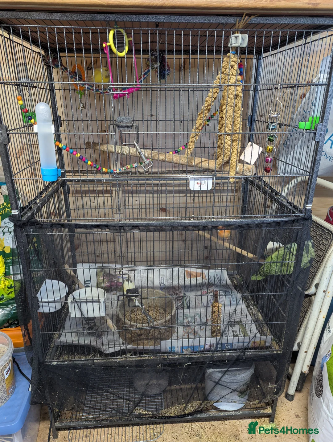 Canaries birds for sale: 3 canaries with large cage. - Advert 4