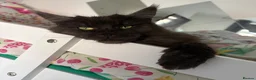 Maine Coon cats for sale: READY NOW🐾STUNNING GCCF REGISTERED MC KITTENS🐾 - Advert 32