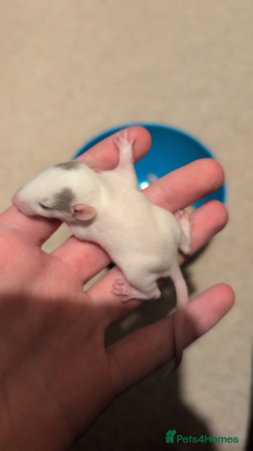 Rat rodents for sale: Multiple different Breeds, hand tame rats - Advert 10