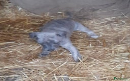 Whippet dogs for sale: Whippet pups  - Image 5