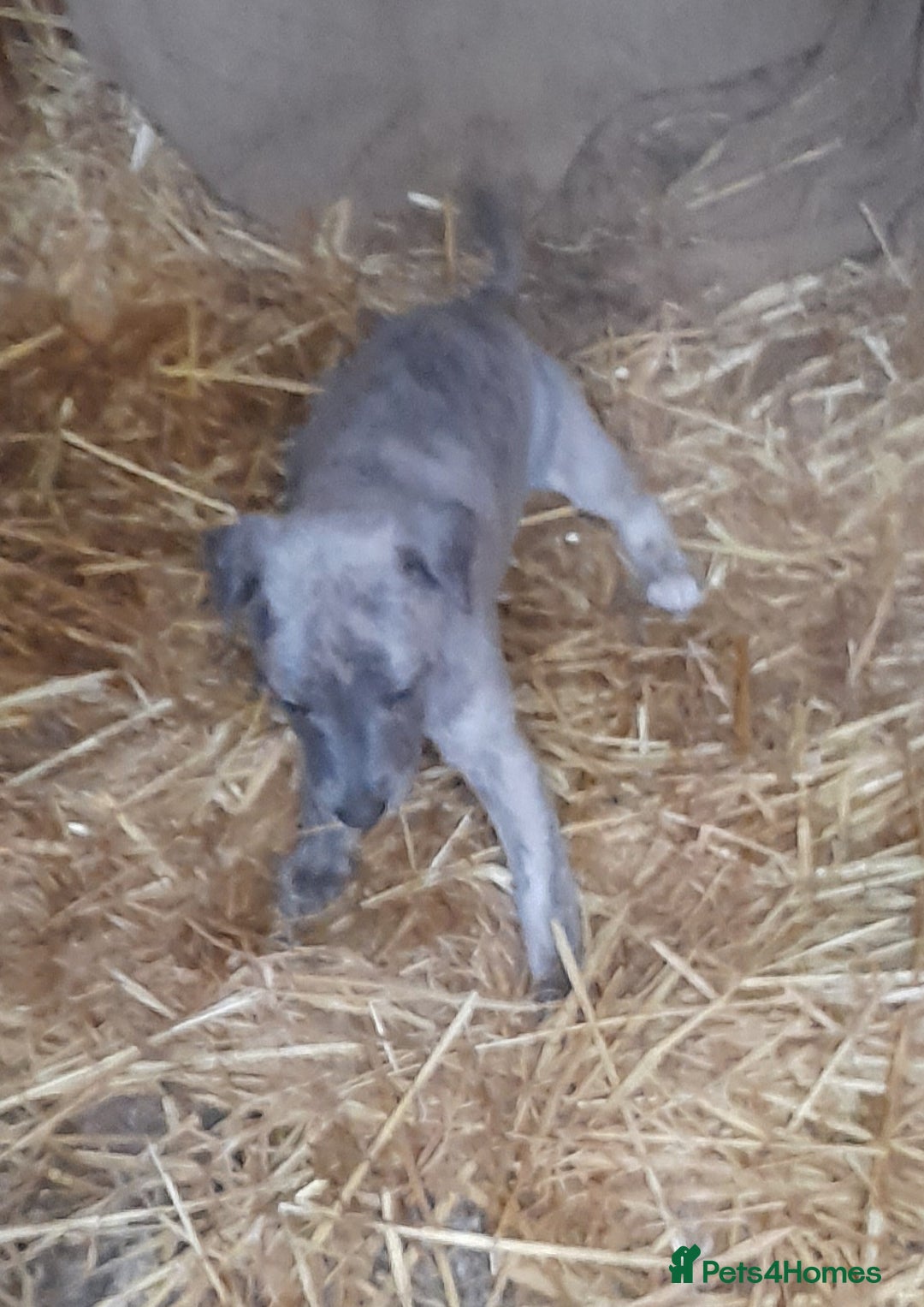 Whippet dogs for sale: Whippet pups  - Image 5