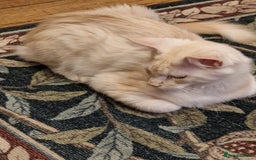 Maine Coon cats for sale: Gorgeous maine coon babies - Image 17