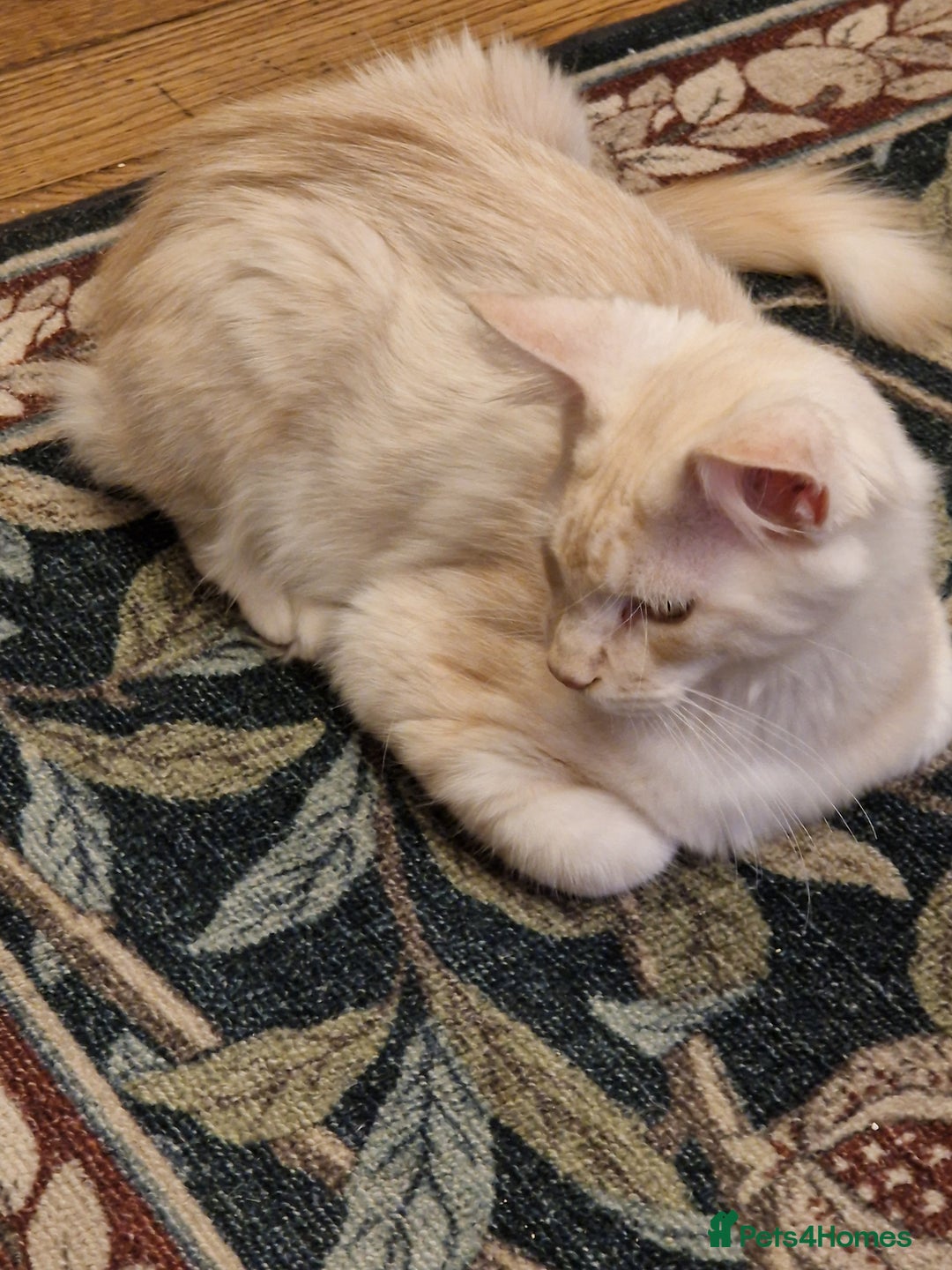 Maine Coon cats for sale: Gorgeous maine coon babies - Image 17