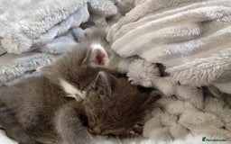 Bombay cats for sale: BombayxRagdoll kitties  - Image 5