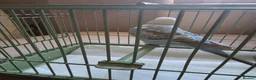 Budgerigars birds for sale: Budgies for sale - Advert 11