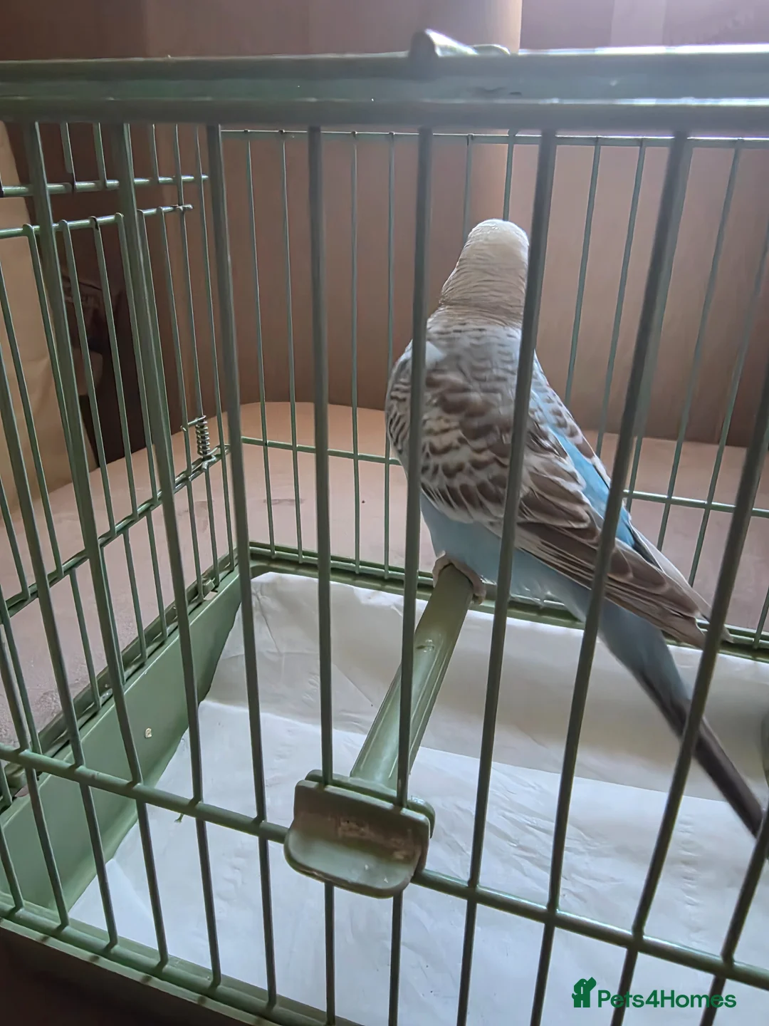 Budgerigars birds for sale: Budgies for sale - Advert 11