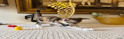 Devon Rex cats for sale: Superb quality Devon Babies TICA Registered  - Advert 8
