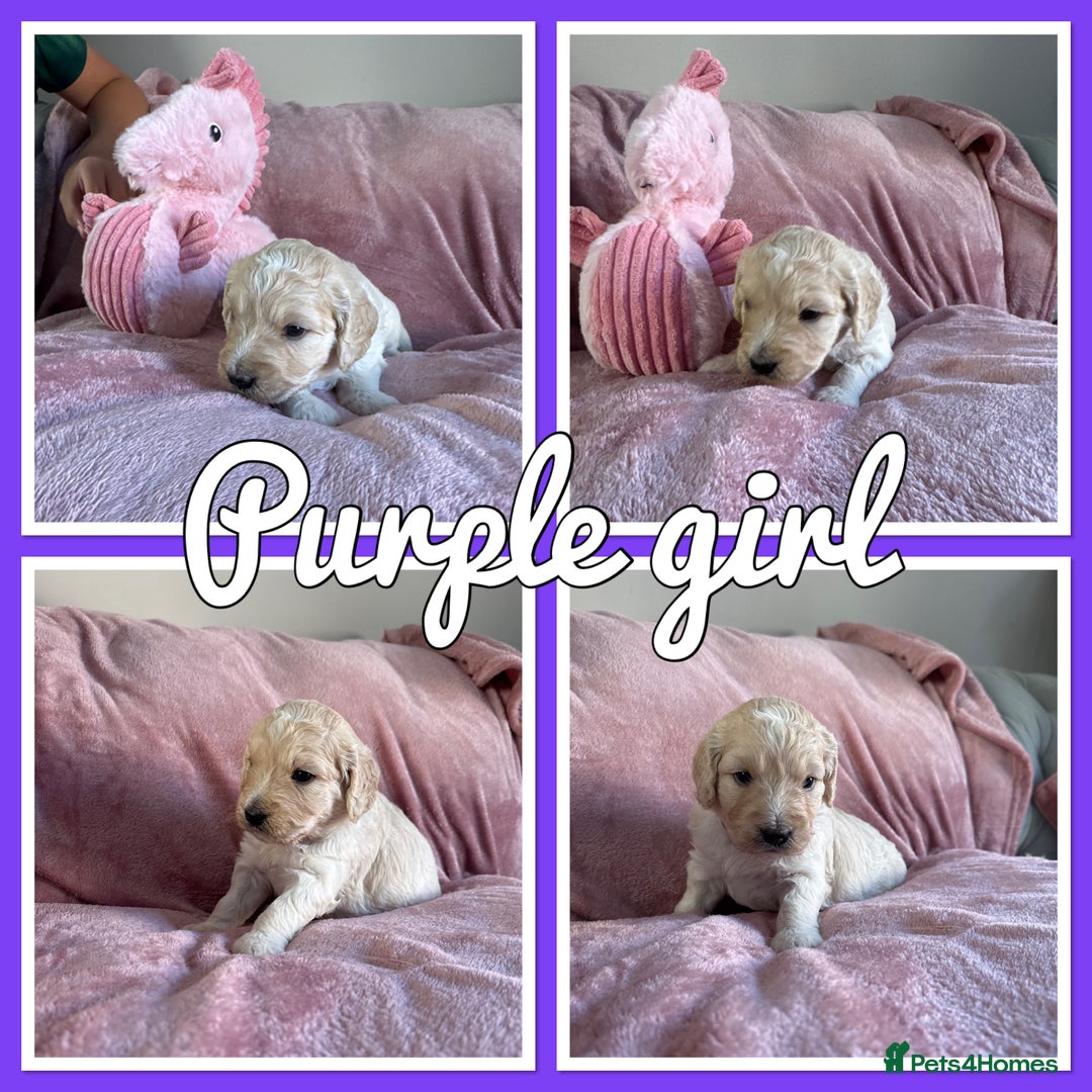 Mini Goldendoodle dogs for sale: Beautiful Family Raised F1 Mini Golden-doodles  - Image 15