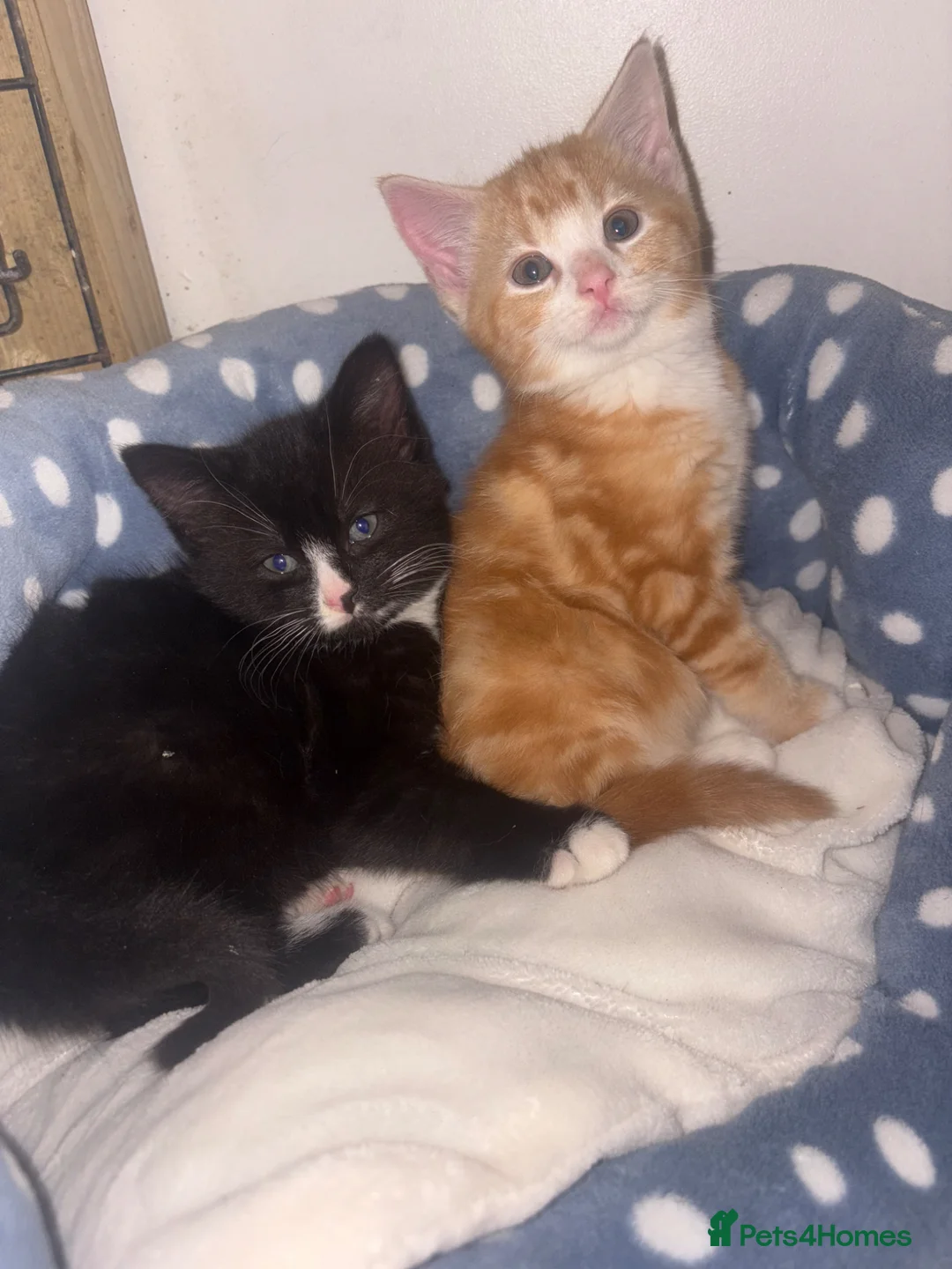 Mixed Breed cats for sale: Mixed breed kittens  - Advert 1