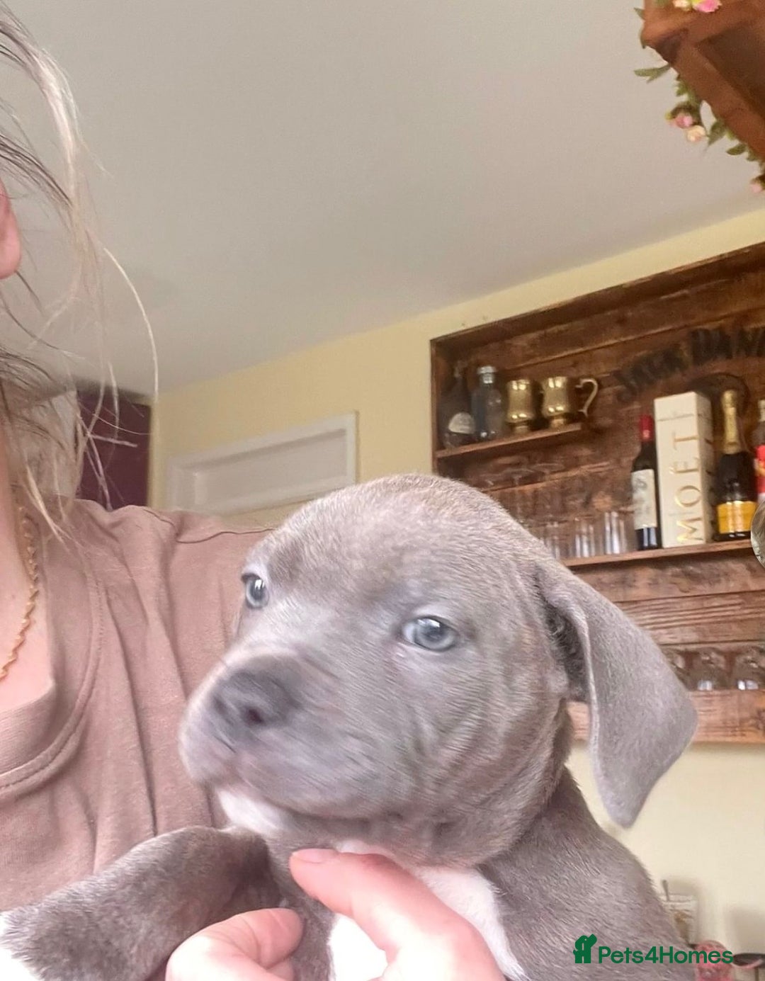 Staffordshire Bull Terrier dogs for stud: “Dior” American Staffordshire Bull Terrier Stud - Advert 7