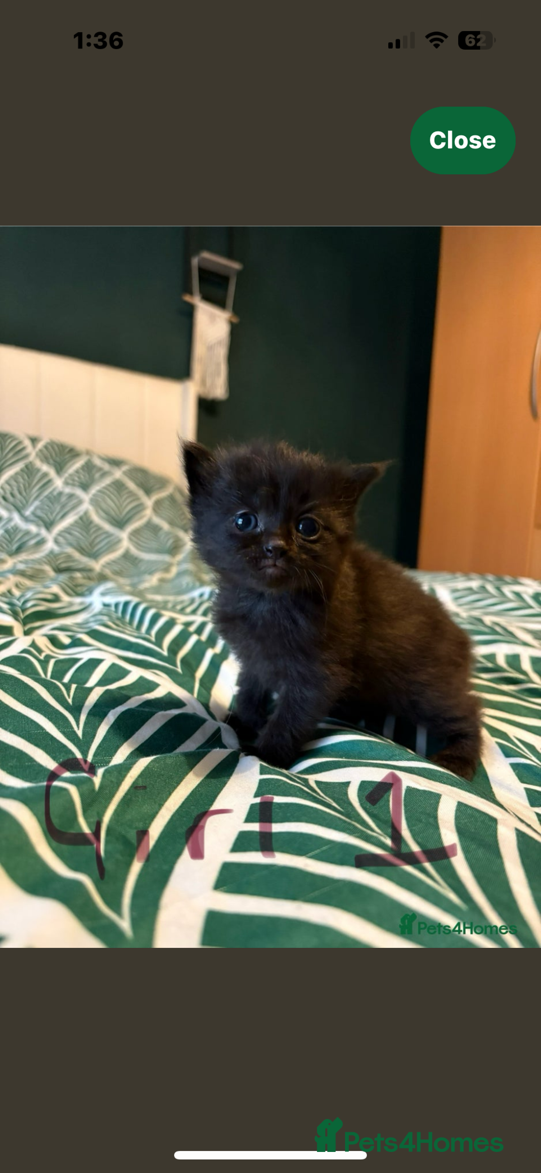 Domestic Shorthair cats for sale: Domestic Shorthair cross Mainecoon ragdoll - Image 5