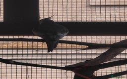 Cockatiels birds for sale: Young Male all grey mixed pied cockatiel  - Image 6