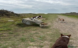Border Collie dogs for sale: KC Reg Red Border Collie - Image 8