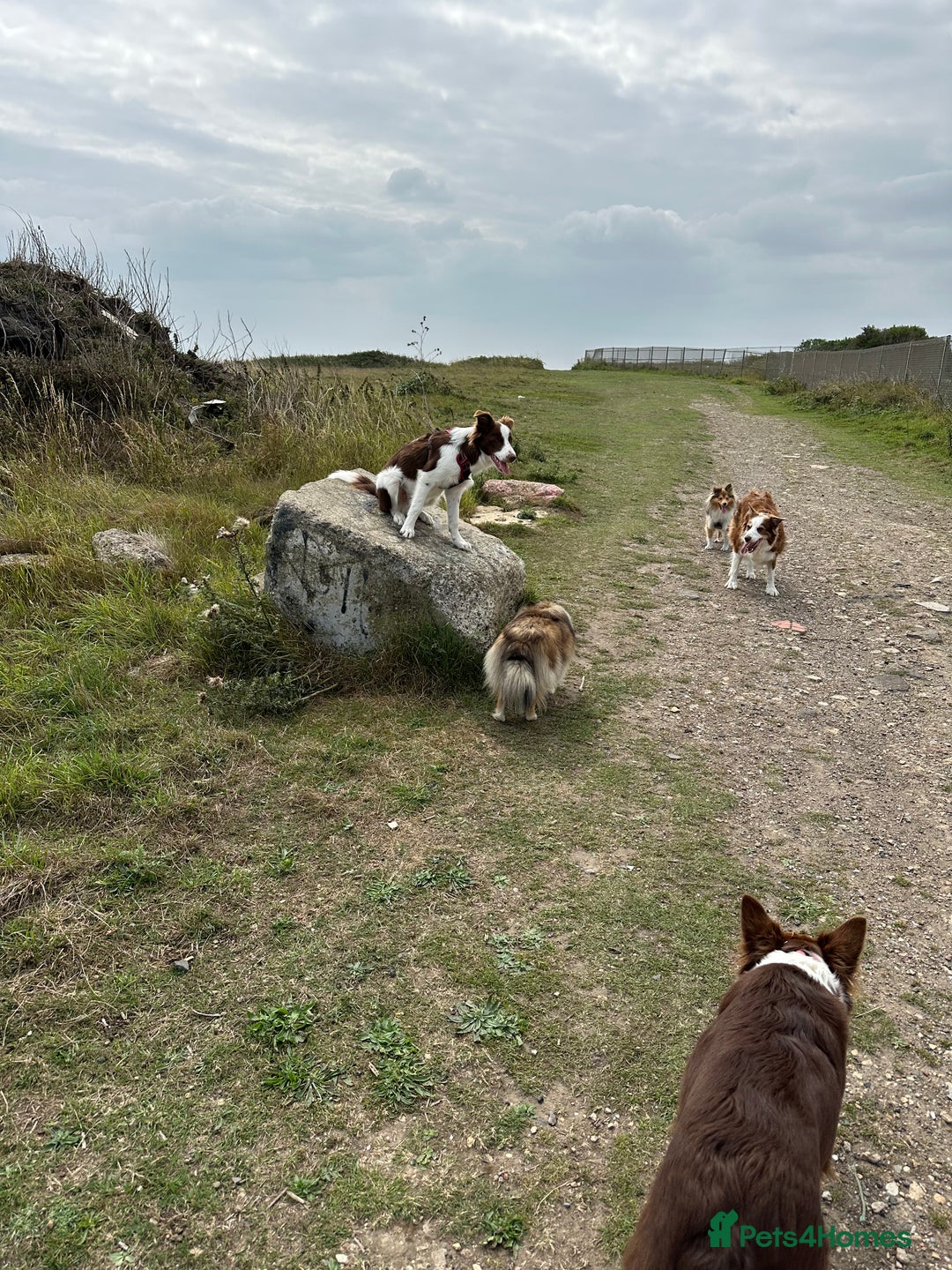 Border Collie dogs for sale: KC Reg Red Border Collie - Image 8