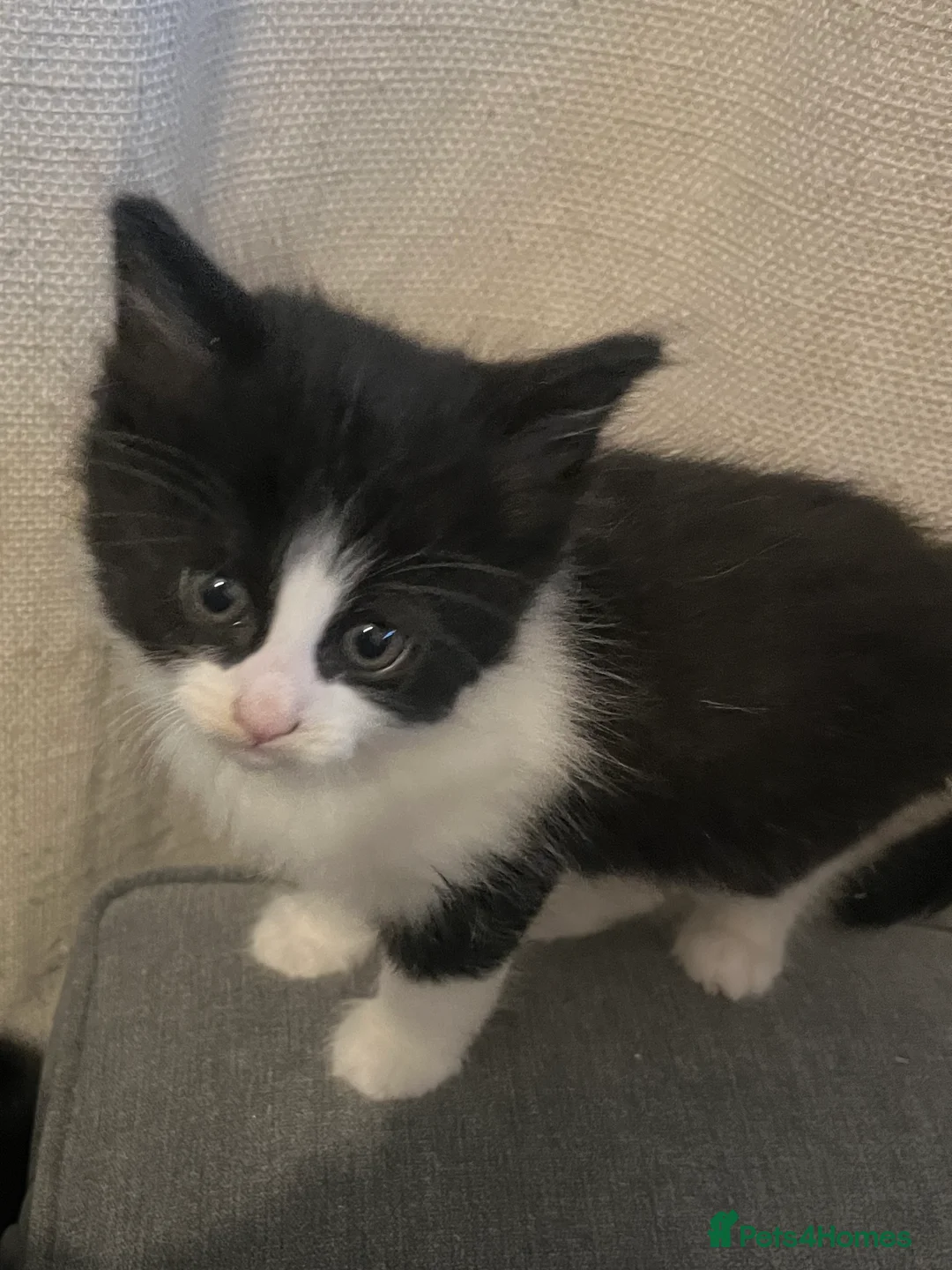 Mixed Breed cats for sale: 4 Gorgeous Friendly Male Kittens - Advert 7