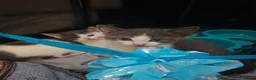 Mixed Breed cats for sale: Fluffy playfull healthy kittens - Advert 11