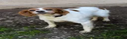 Brittany Spaniel dogs for adoption: Ula   in Consett - Advert 3