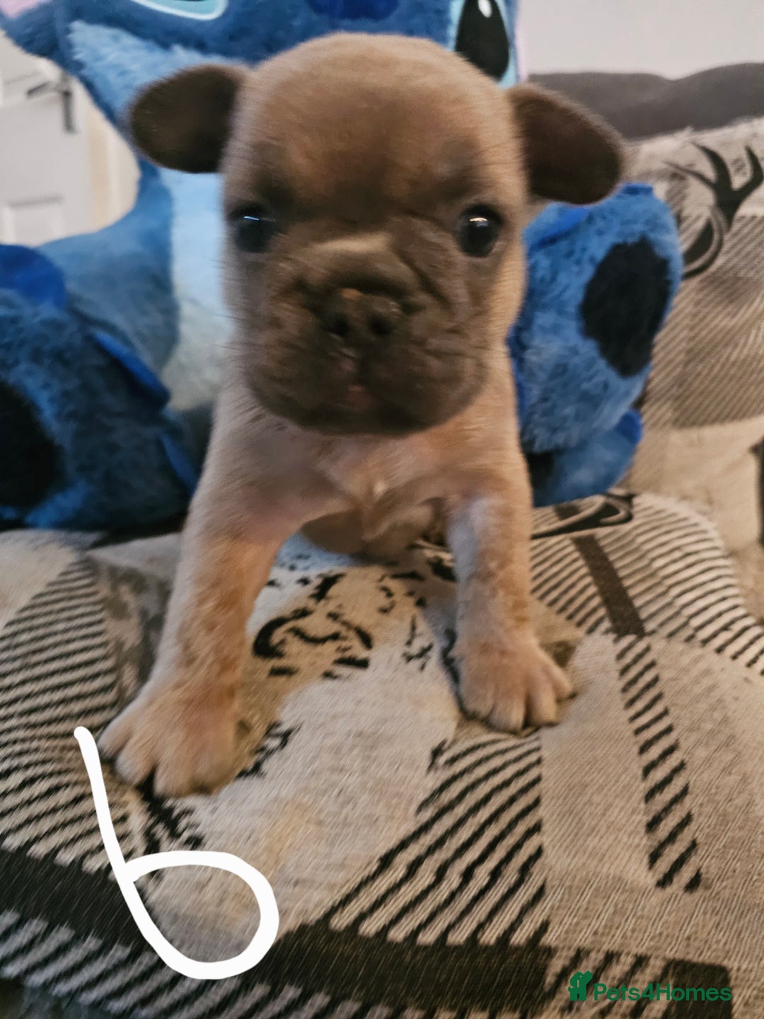 French Bulldog dogs for sale: Beautiful french bulldog puppies  - Image 7
