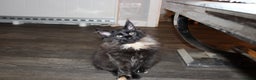Maine Coon cats for sale:  Maine Coon Kittens Looking for Loving Homes 🐾 - Advert 11