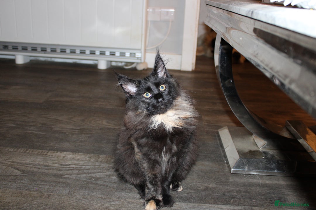 Maine Coon cats for sale:  Maine Coon Kittens Looking for Loving Homes 🐾 - Advert 11