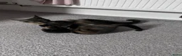 Mixed Breed cats for sale: Mix Scottish fold/straight ears. - Advert 2